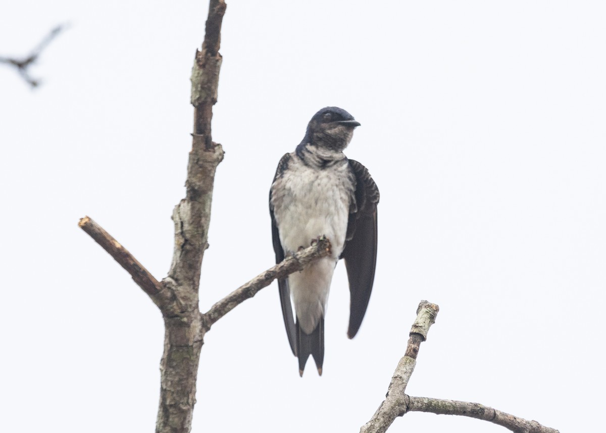 Gray-breasted Martin - Silvia Faustino Linhares