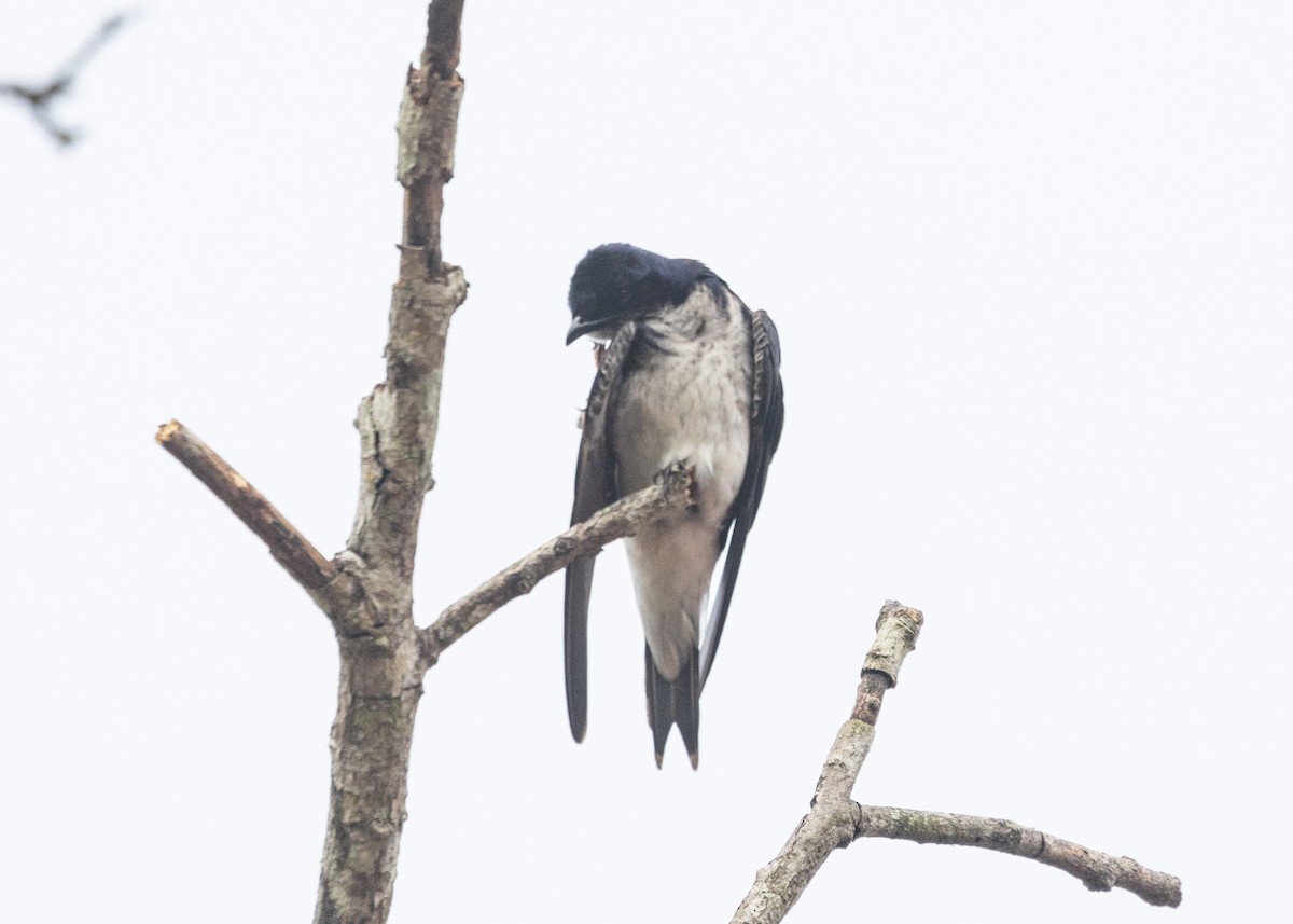 Gray-breasted Martin - Silvia Faustino Linhares