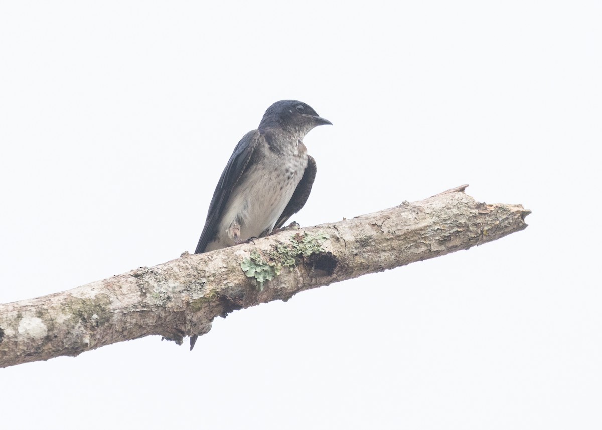 Gray-breasted Martin - Silvia Faustino Linhares