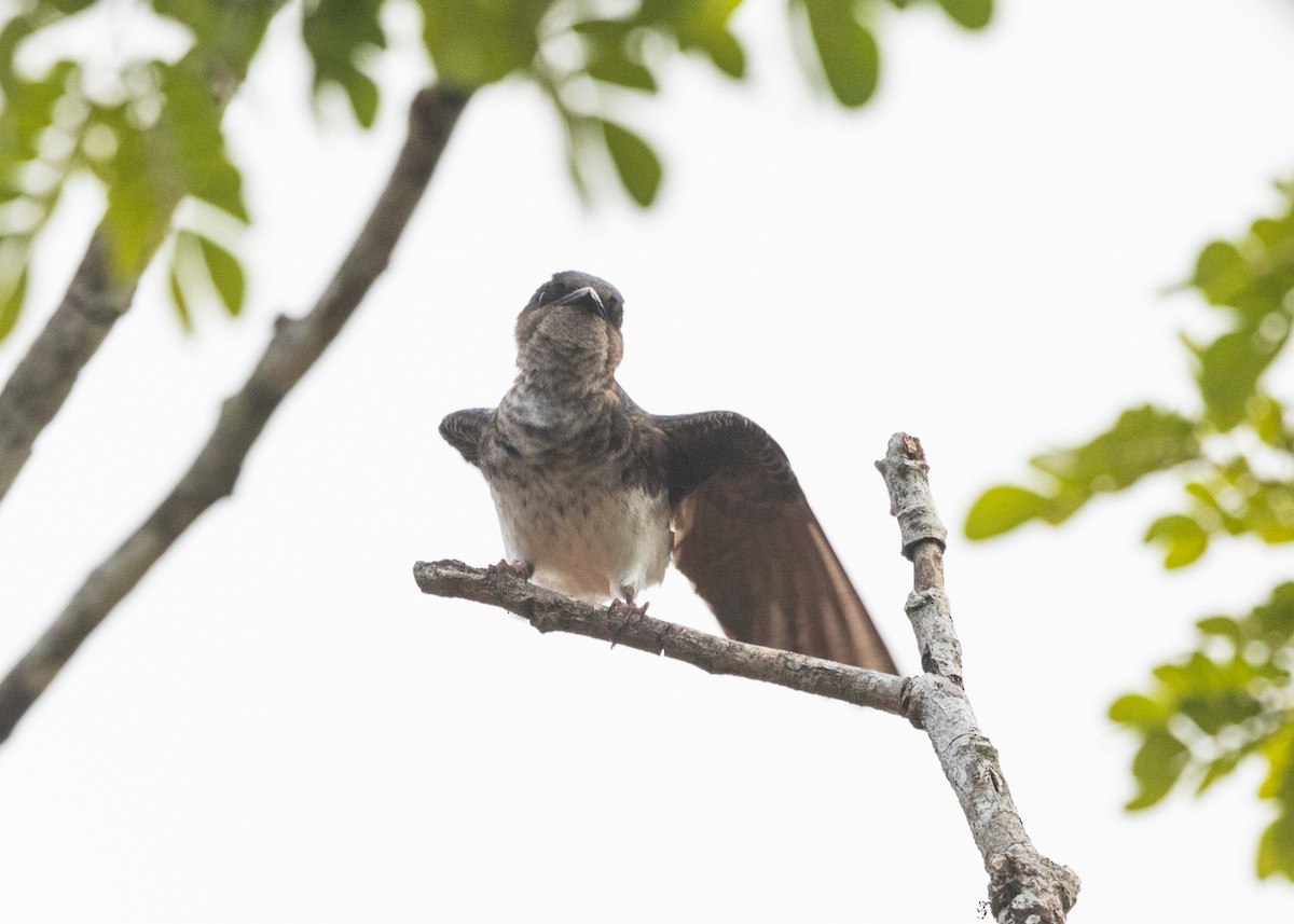 Gray-breasted Martin - Silvia Faustino Linhares