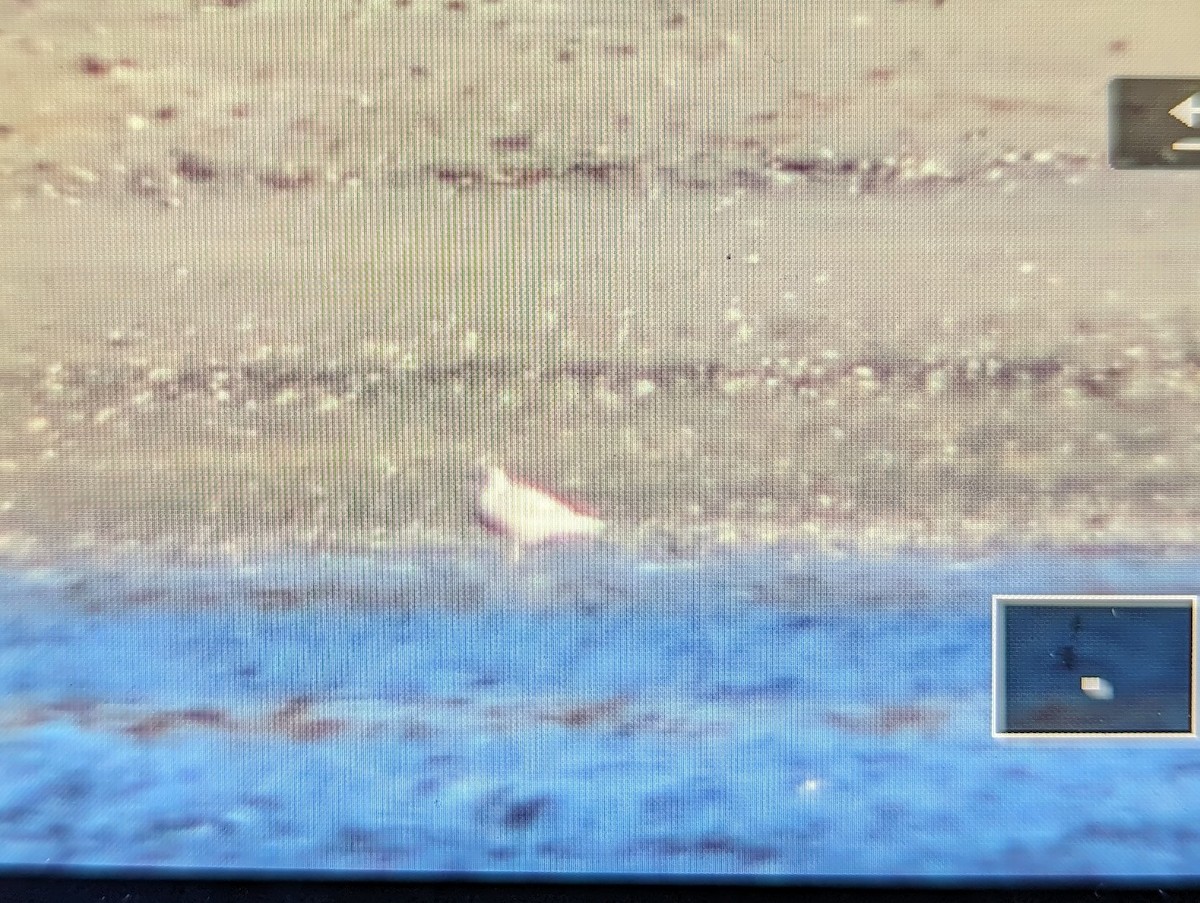 Glaucous Gull - Doug Hockenbury