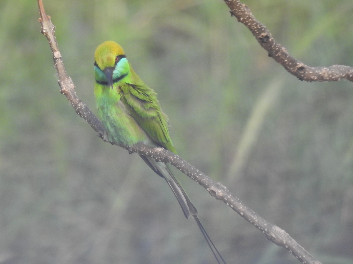 Asian Green Bee-eater - ML612700015