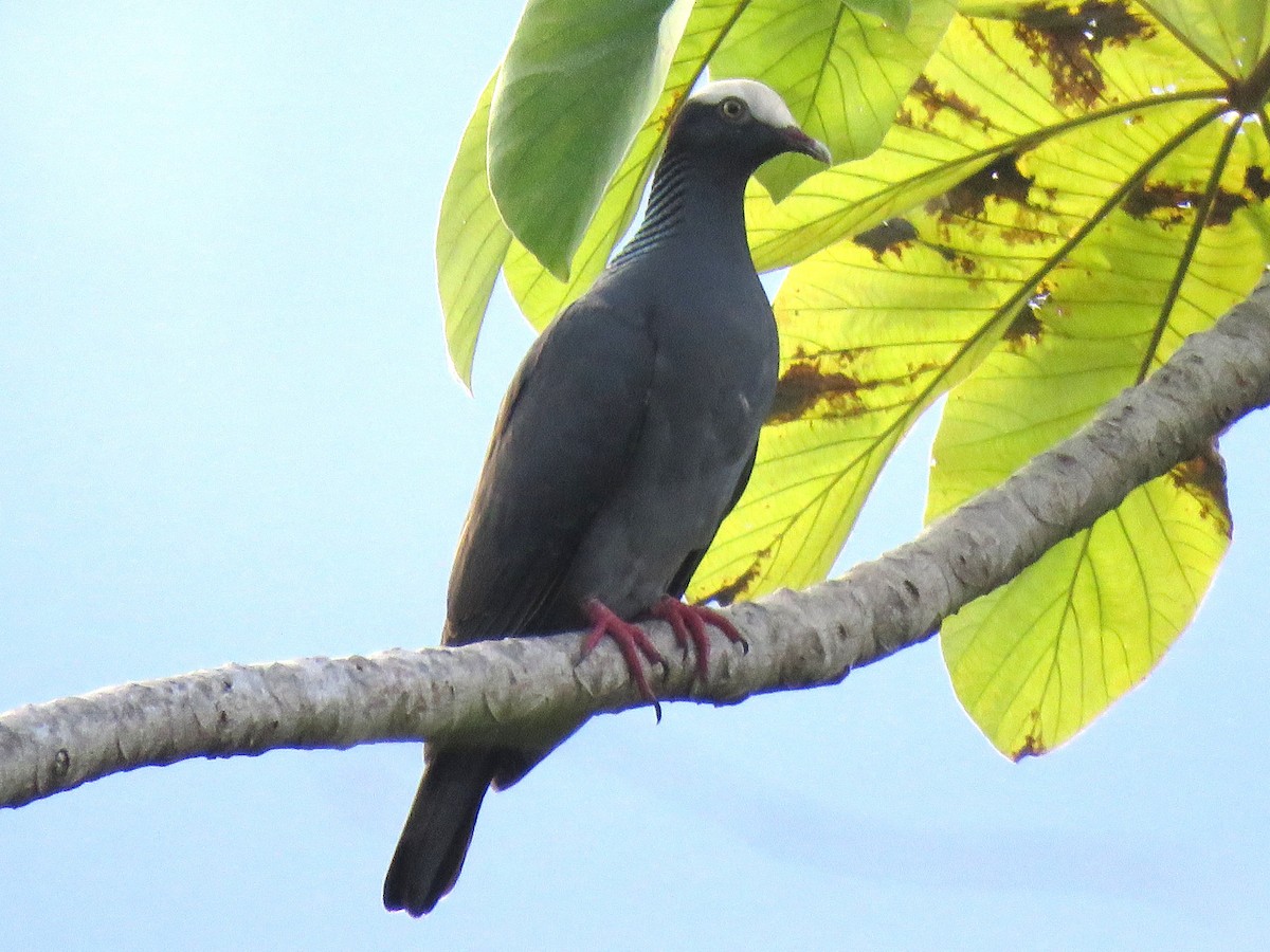 White-crowned Pigeon - ML612700108