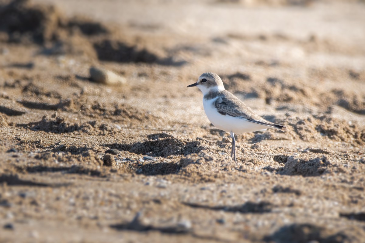 Kentish Plover - ML612700222