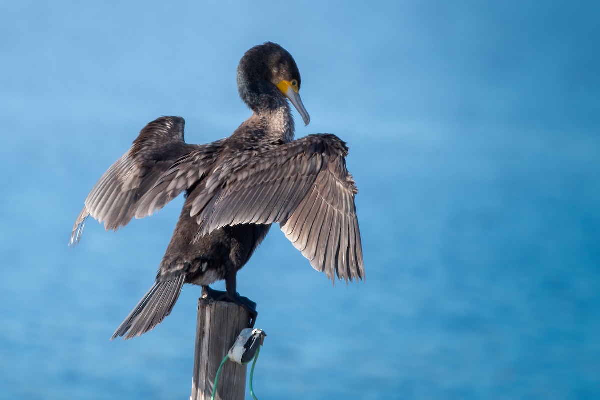 Great Cormorant - ML612700241