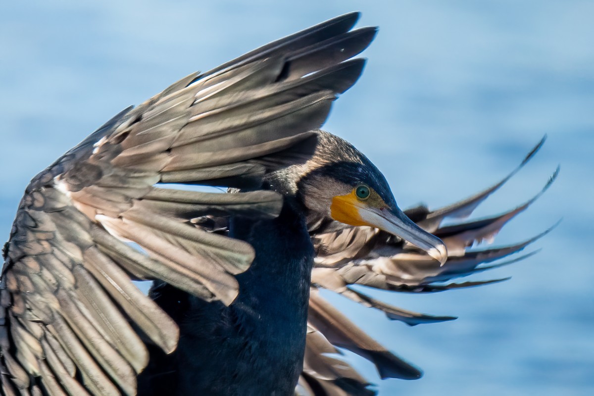 Great Cormorant - ML612700242