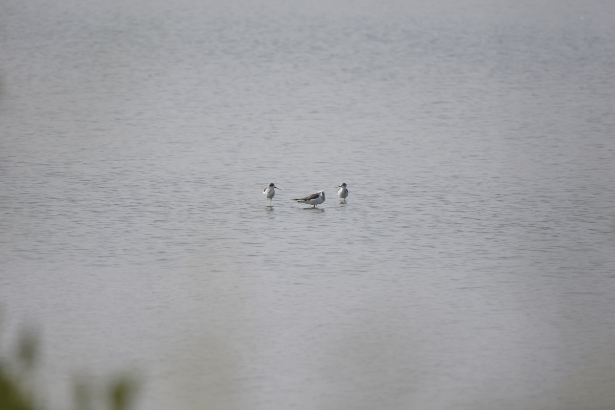 Black-winged Stilt - ML612700390