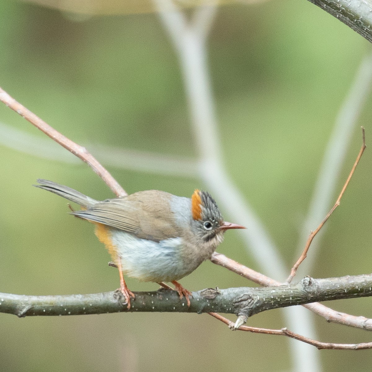 Rufous-vented Yuhina - Werner Suter