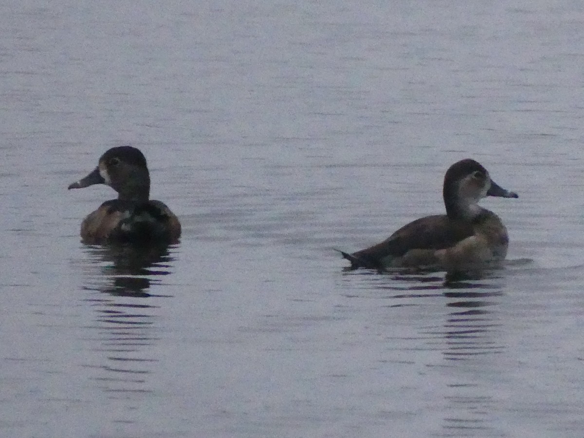 Ring-necked Duck - ML612700581