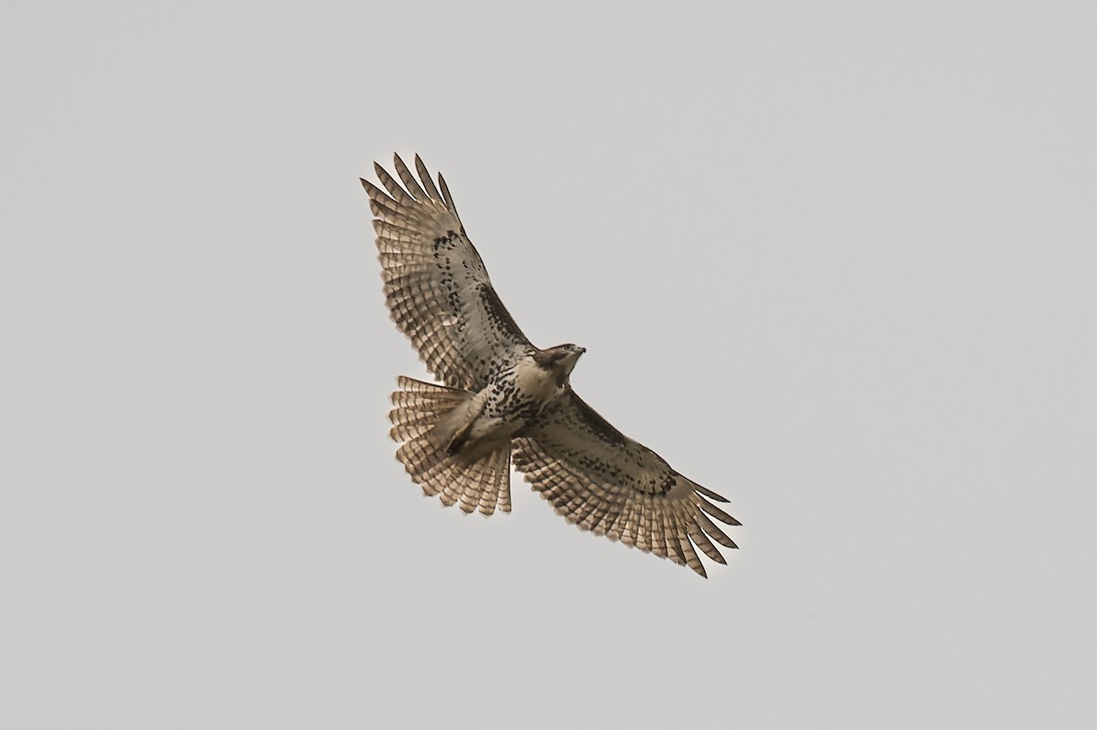 Red-tailed Hawk - David Eberly