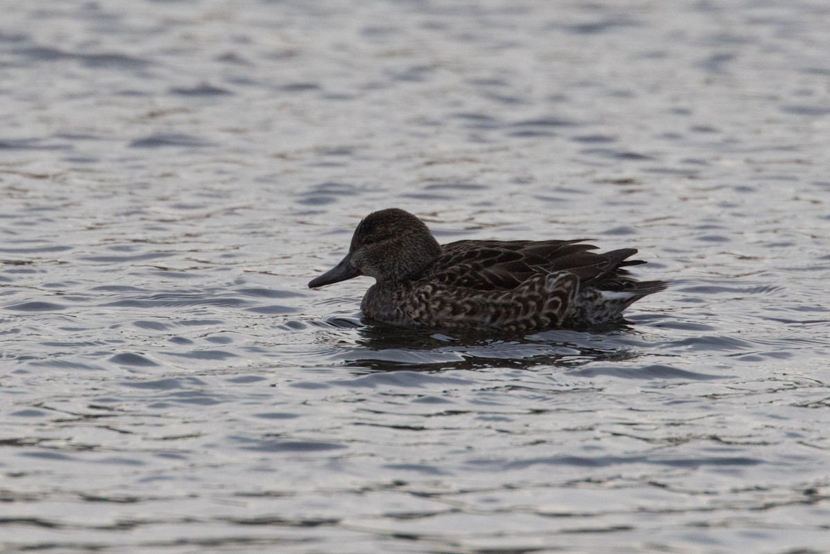 Green-winged Teal - ML612700707