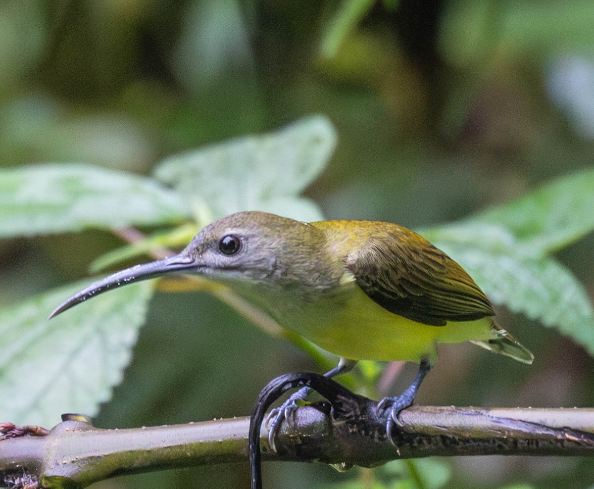 Little Spiderhunter - ML612700732