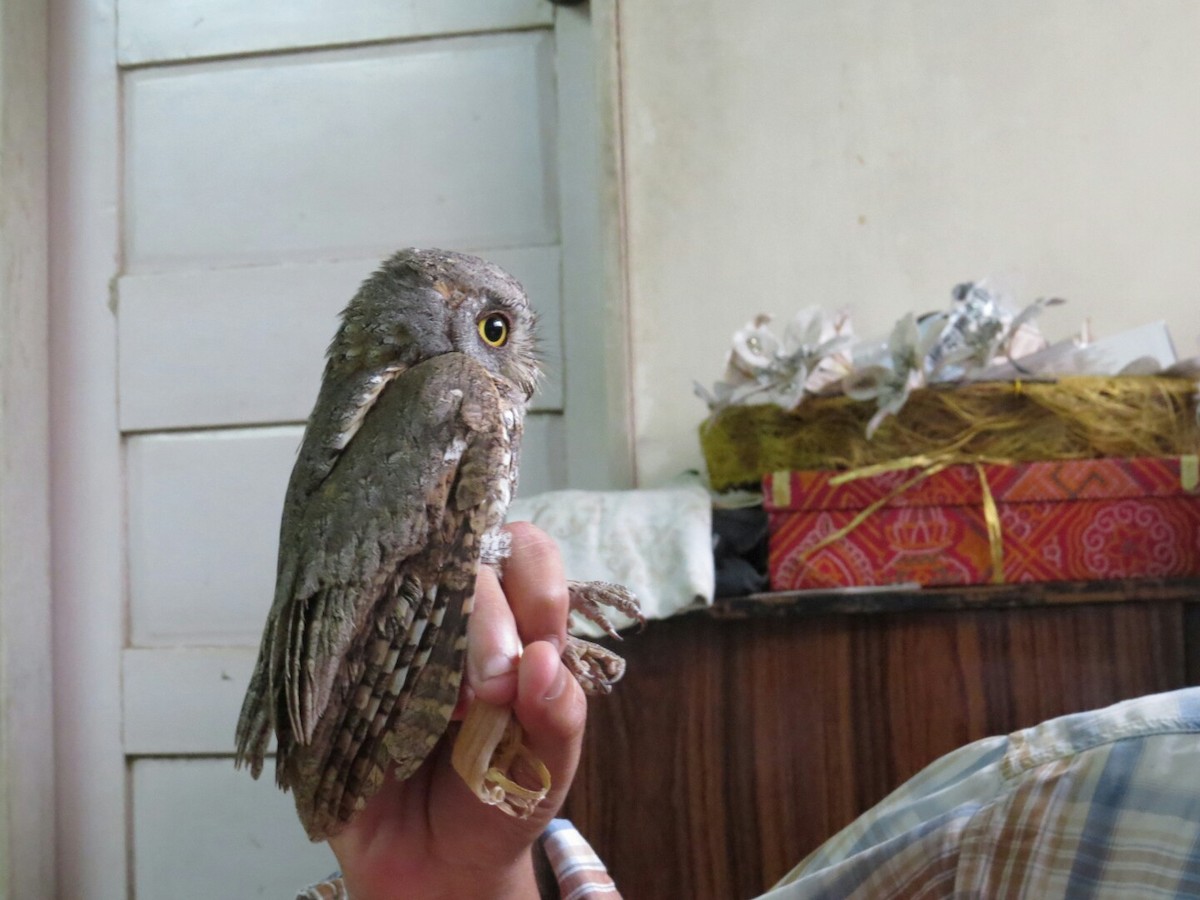 Oriental Scops-Owl - Yogesh Patel