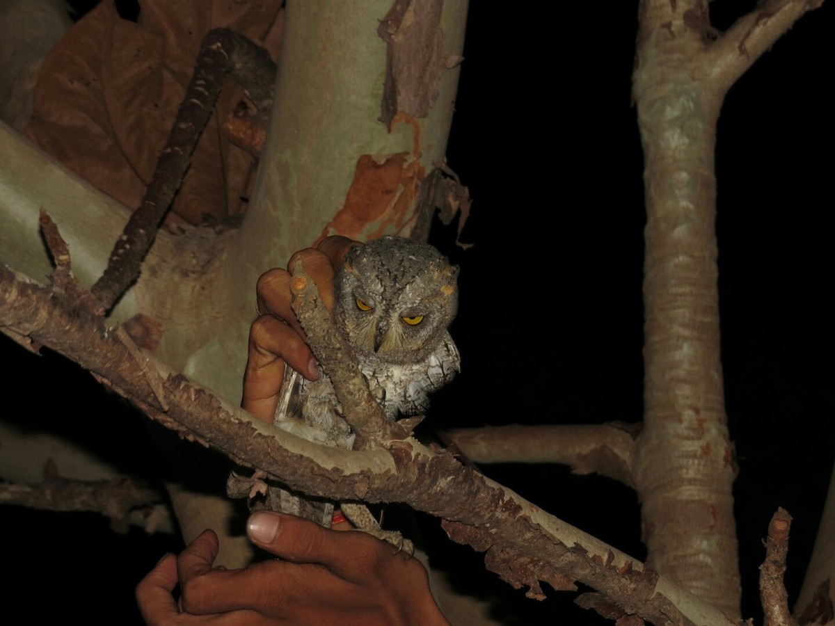 Oriental Scops-Owl - Yogesh Patel