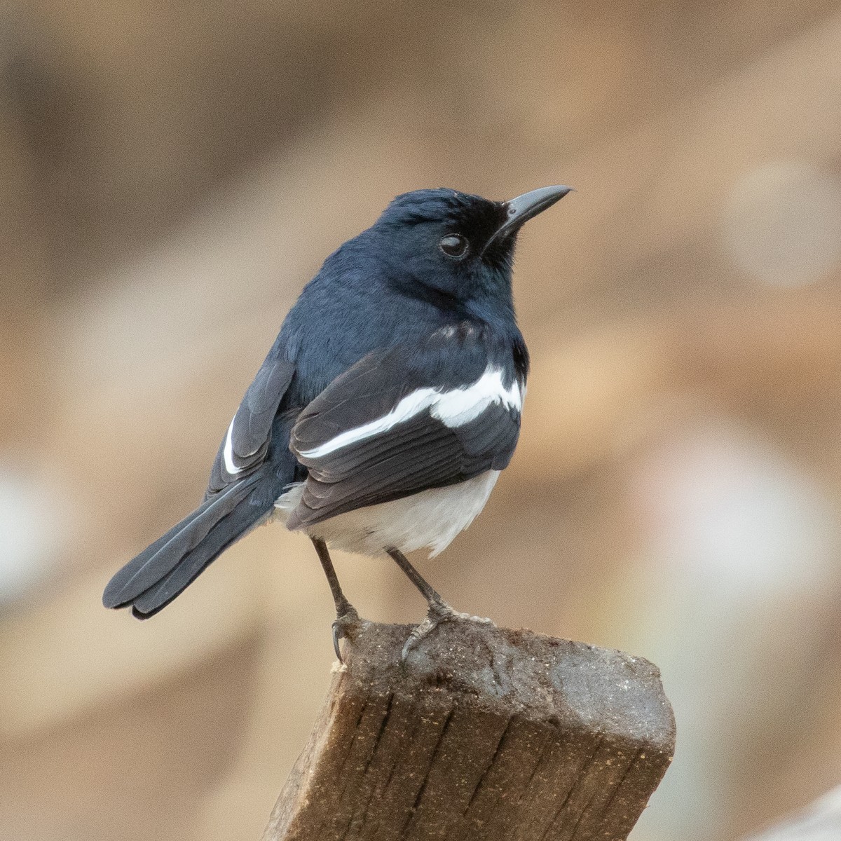 Oriental Magpie-Robin - Werner Suter