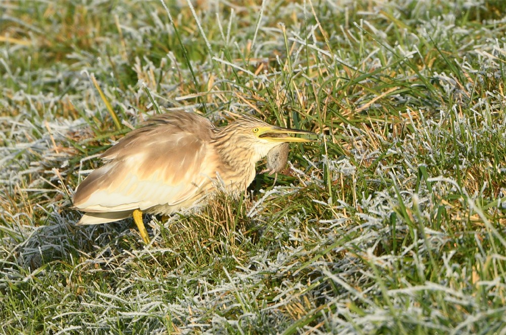 Squacco Heron - ML612700928