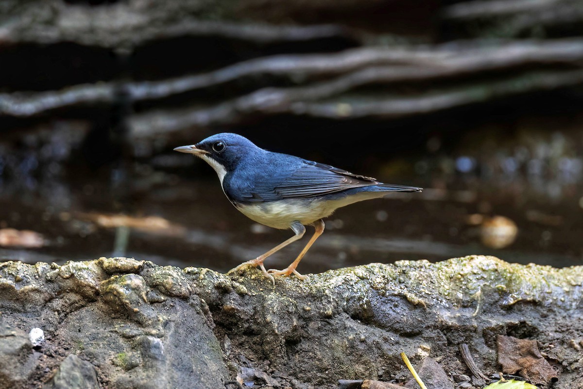 Siberian Blue Robin - ML612700932