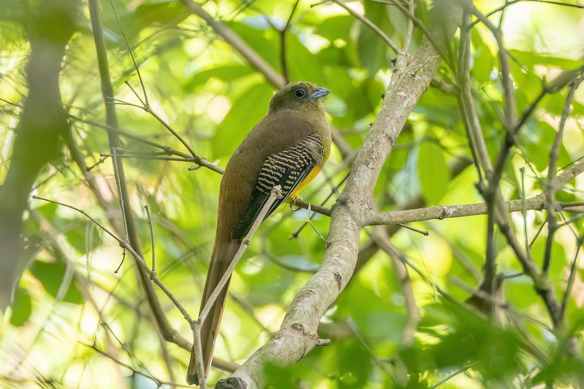 Orange-breasted Trogon - ML612700972