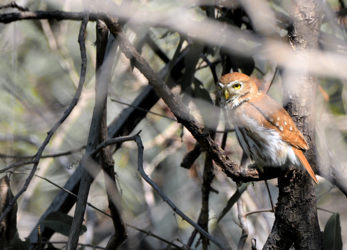 Ferruginous Pygmy-Owl - ML612701042