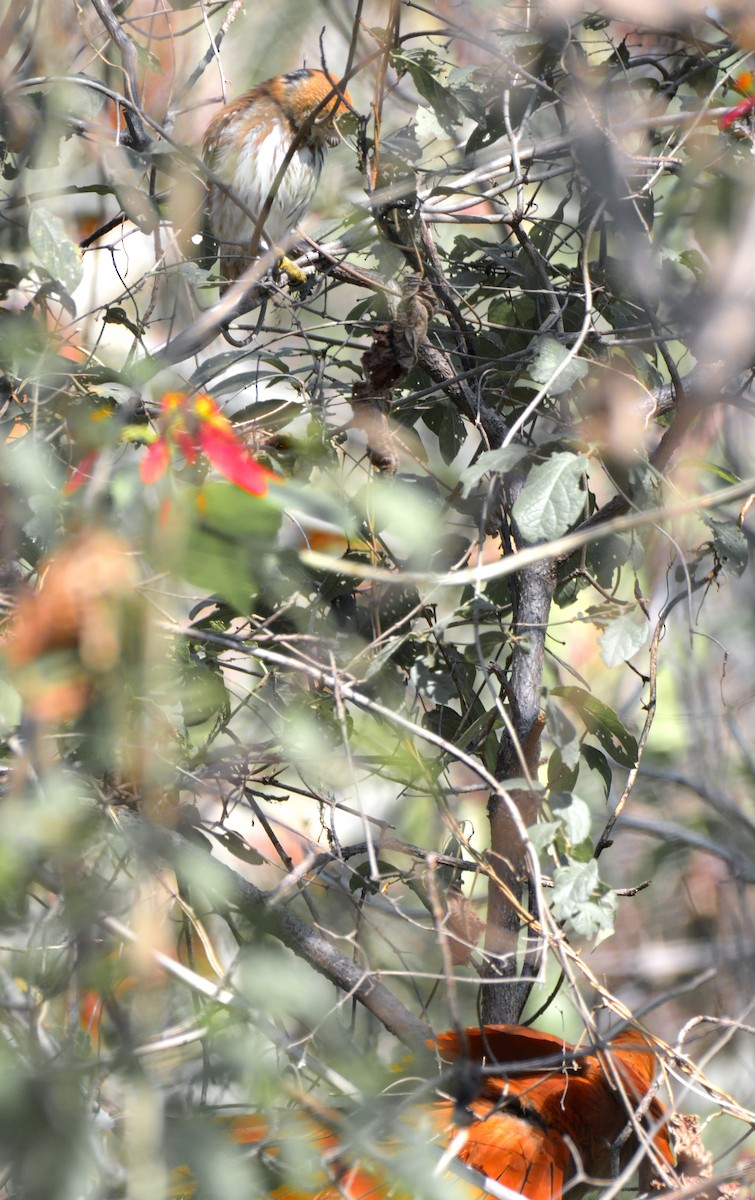 Ferruginous Pygmy-Owl - ML612701043