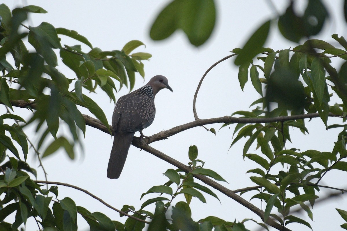 Spotted Dove - ML612701135