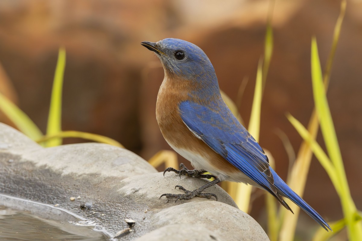 Eastern Bluebird - ML612701168