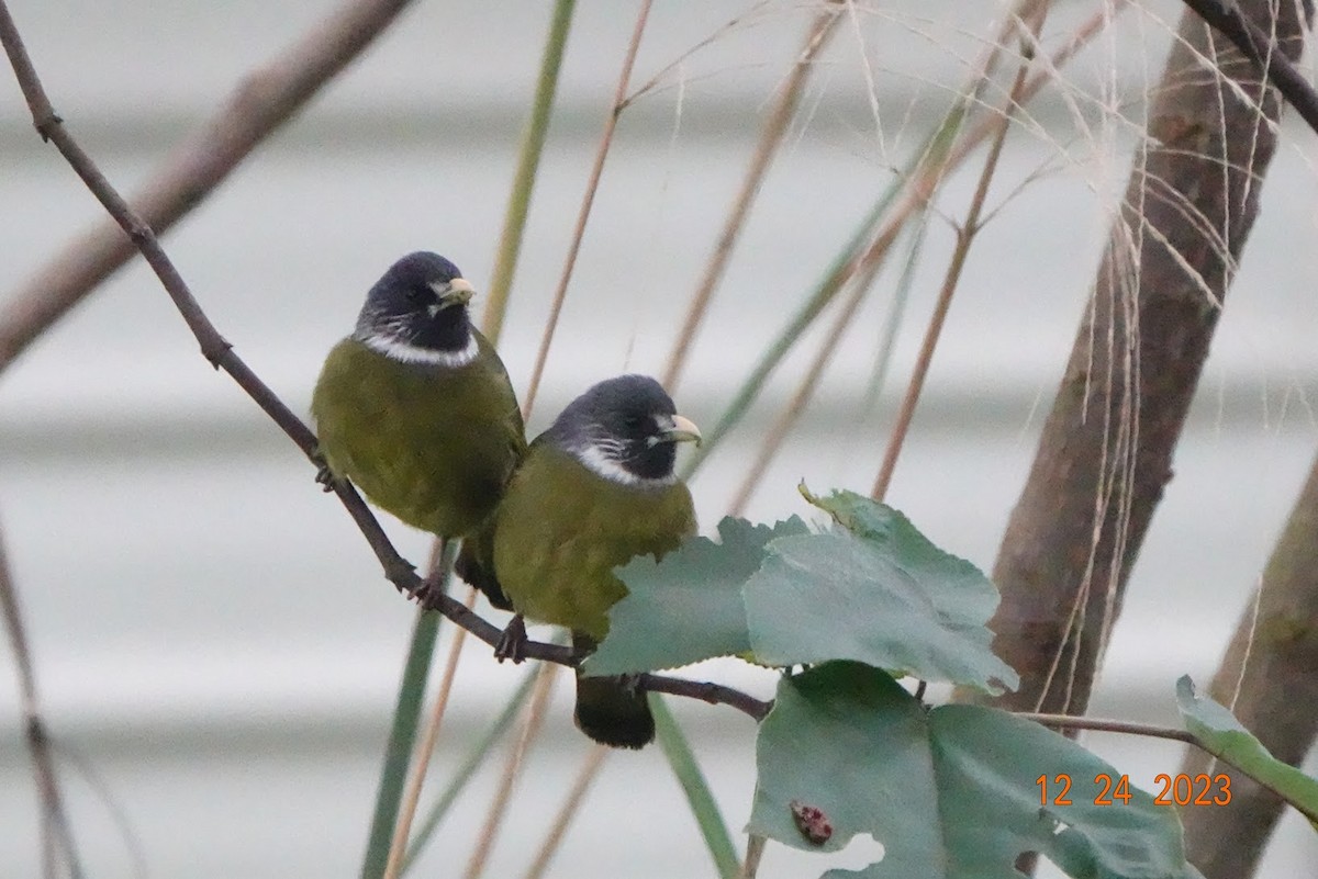 Collared Finchbill - ML612701212