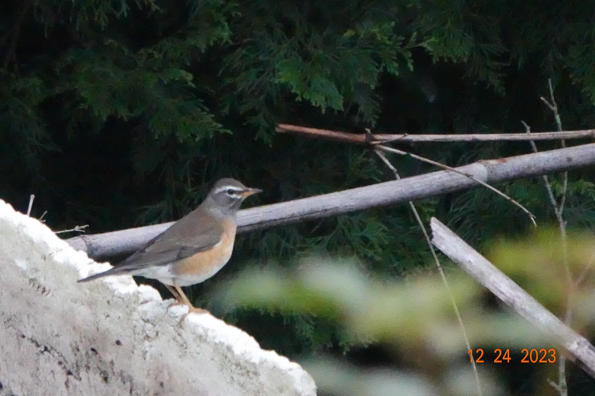 Eyebrowed Thrush - ML612701217