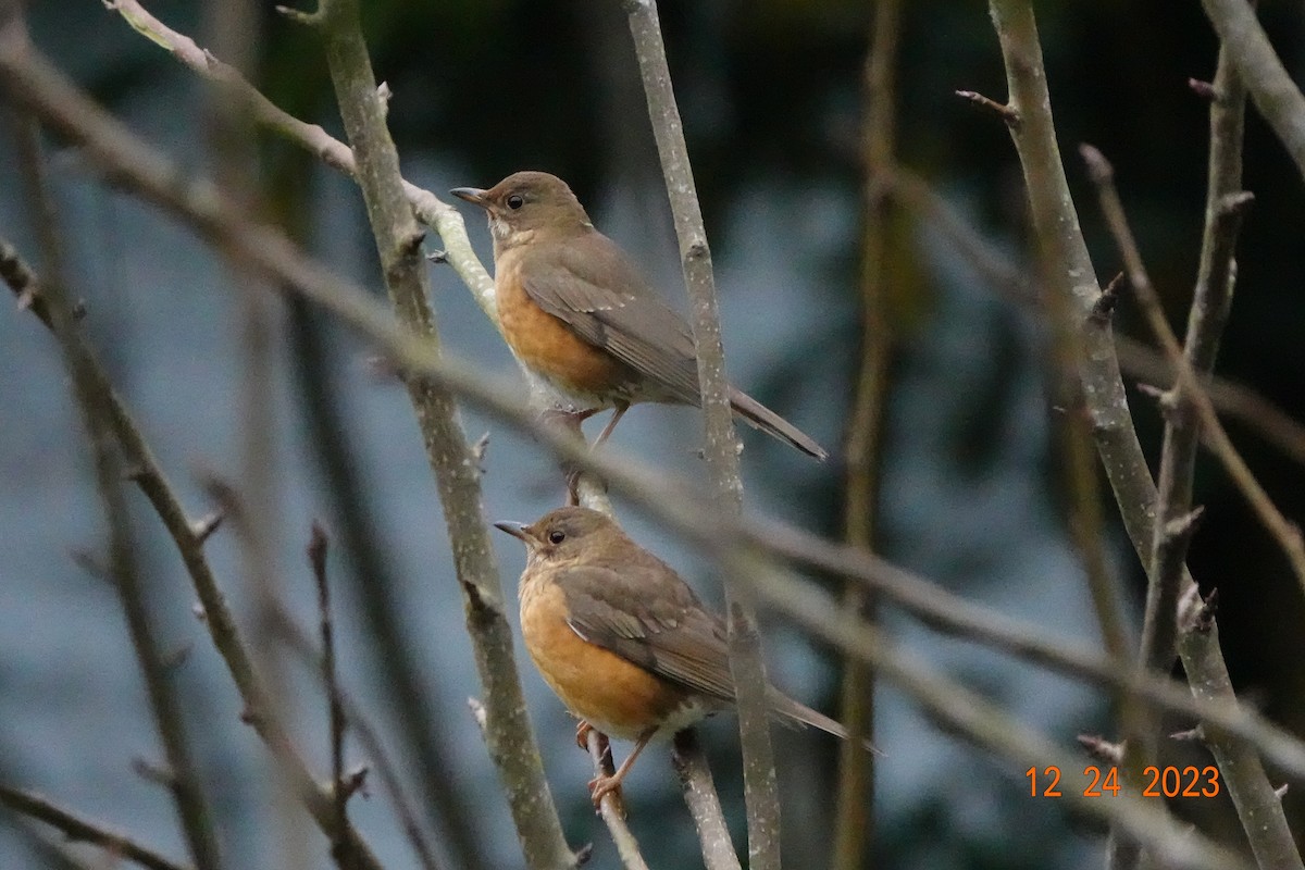 Brown-headed Thrush - Chen Yinghsou