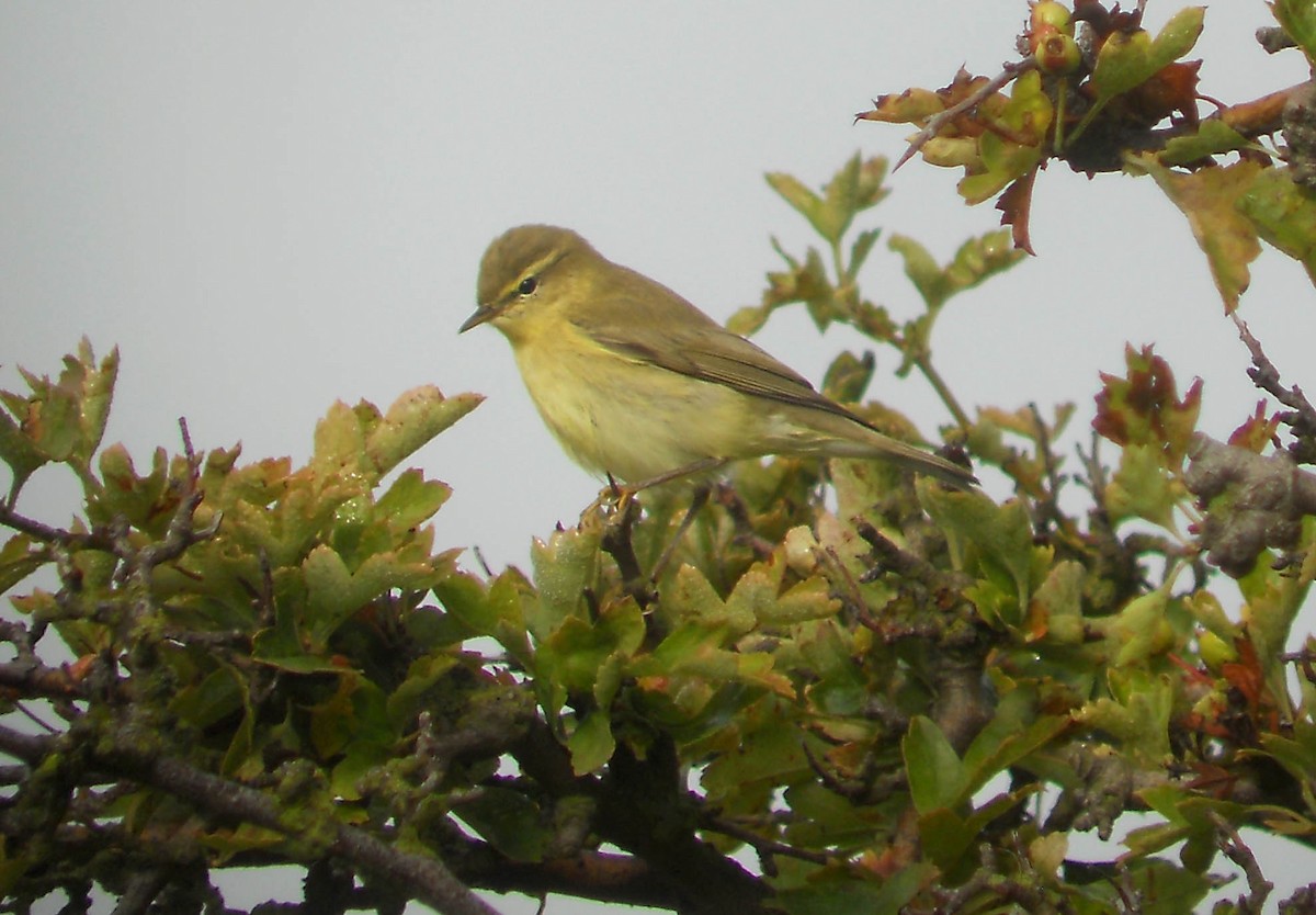 Willow Warbler - ML612701291