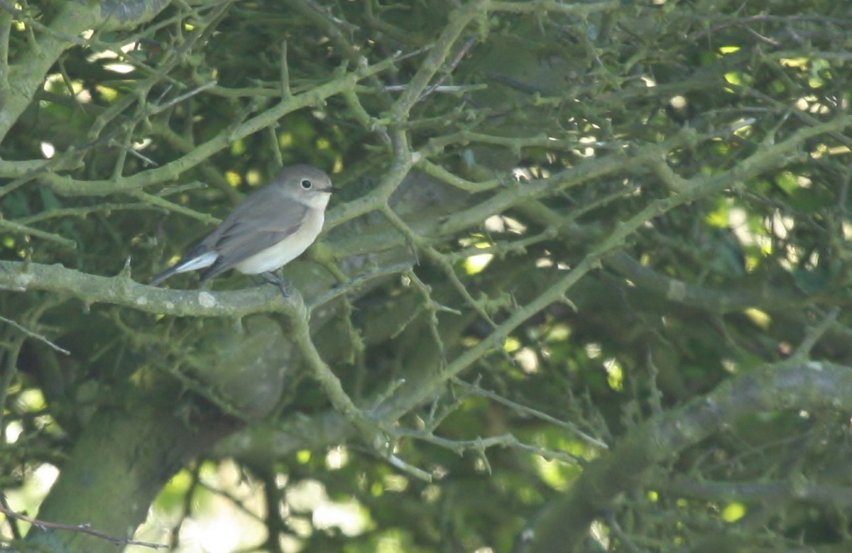 Red-breasted Flycatcher - ML612701297