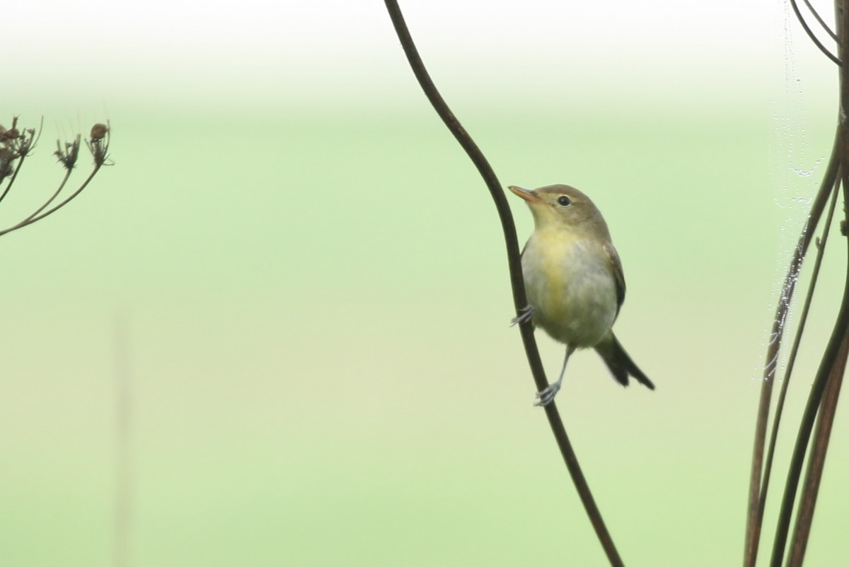 Icterine Warbler - ML612701304