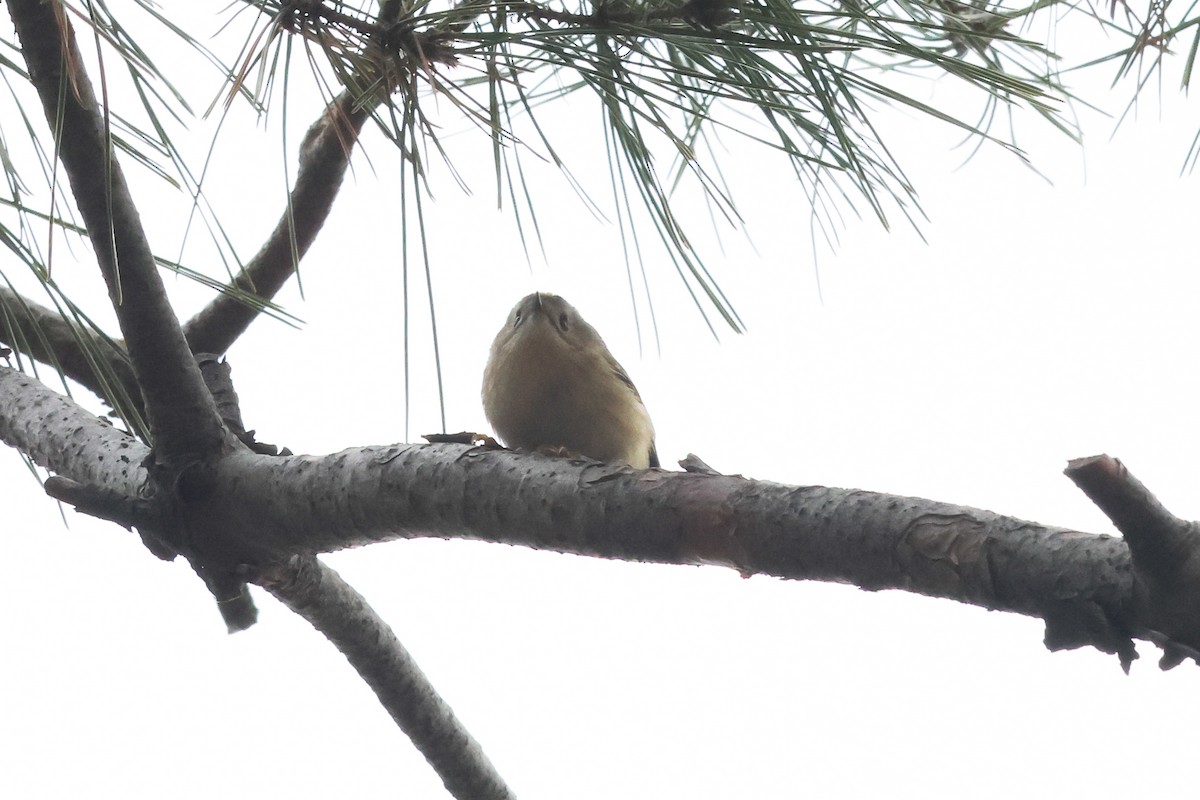 Goldcrest - ML612701307