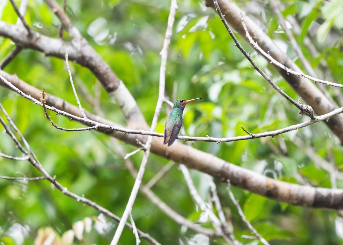 kolibřík savanový - ML612701310