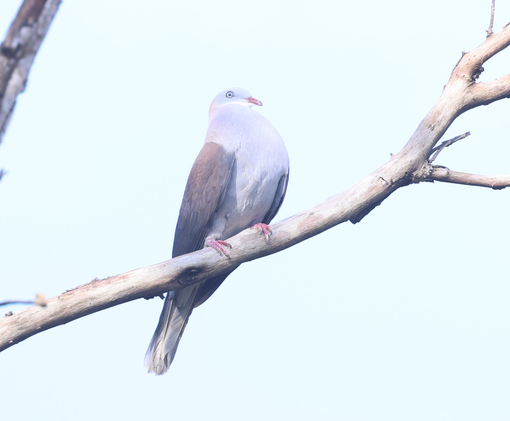 Mountain Imperial-Pigeon - ML612701317