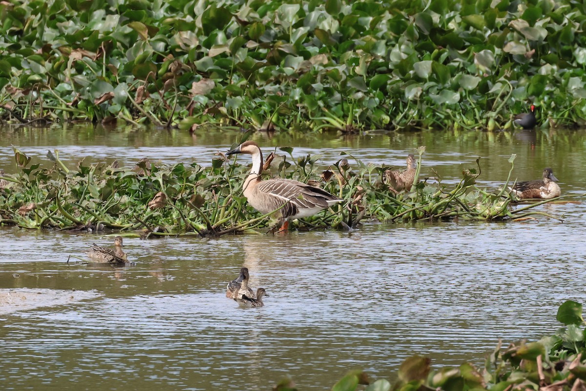 Swan Goose - ML612701326