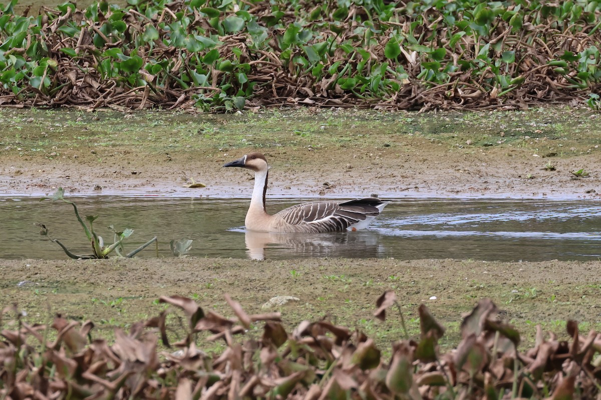 Swan Goose - ML612701330