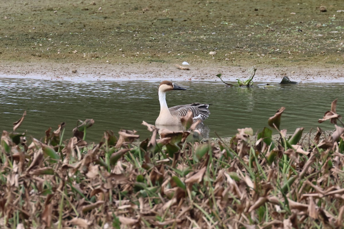 Swan Goose - ML612701331