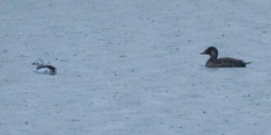 Long-tailed Duck - Christopher Stapleton