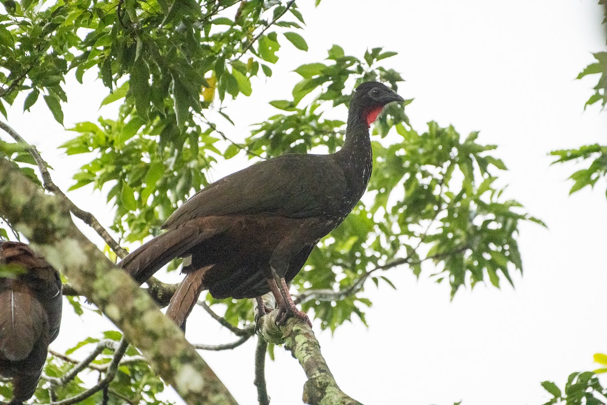 Crested Guan - ML612701462