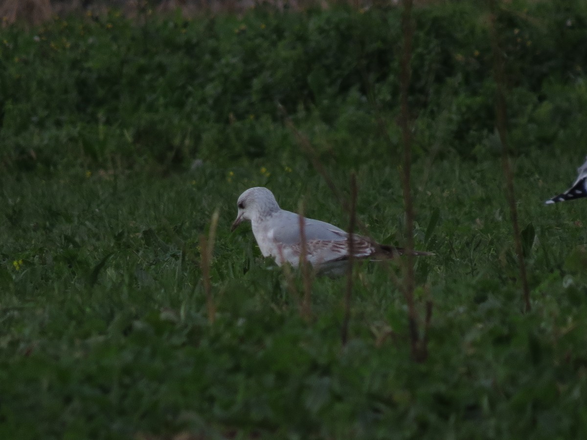 Common Gull - ML612701525