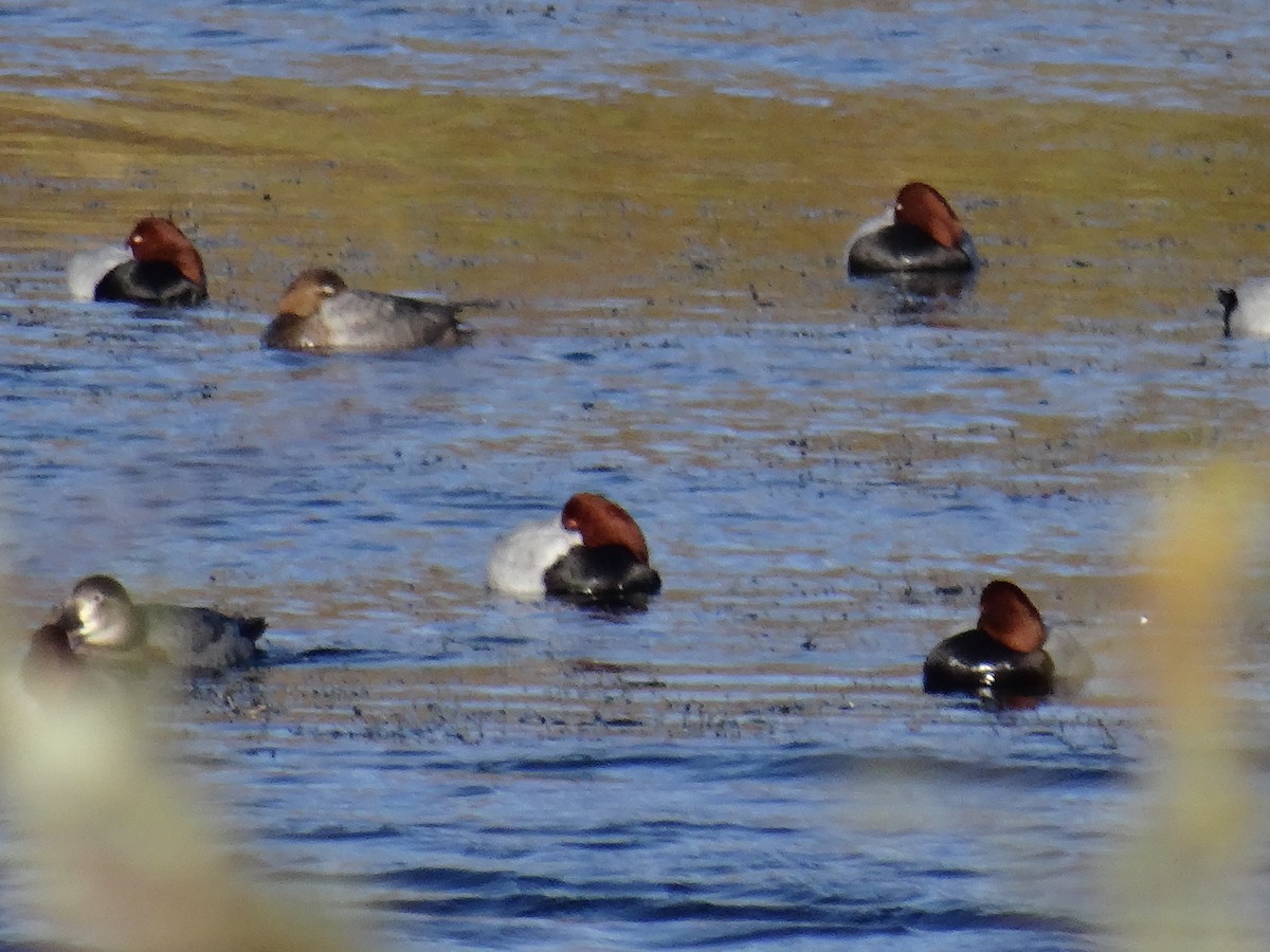 Common Pochard - ML612701530