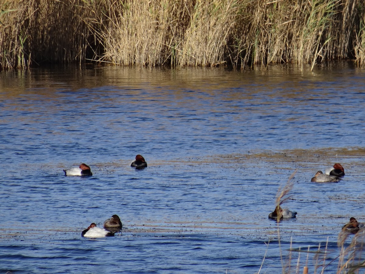 Common Pochard - Luuk Breeker