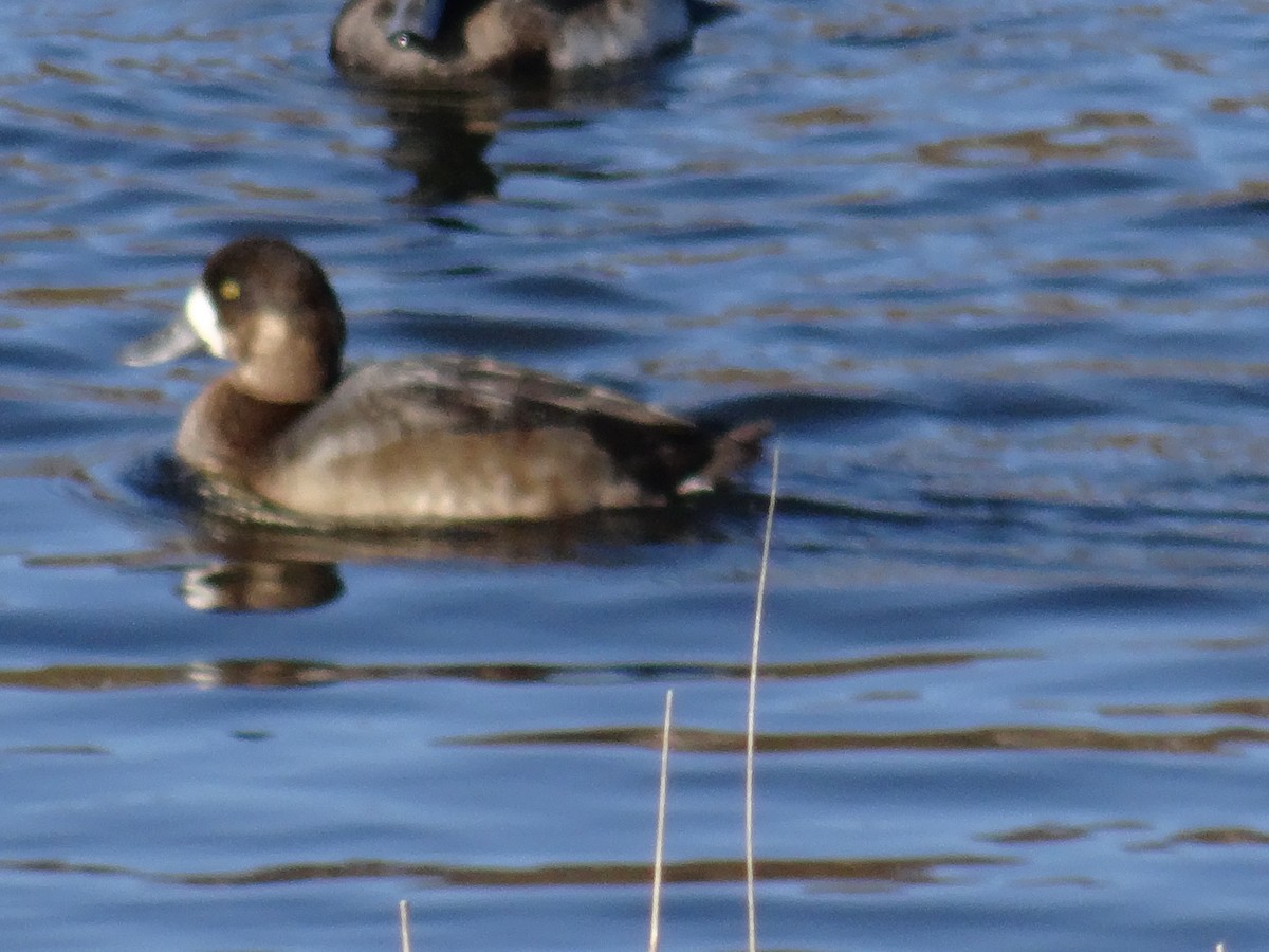 Greater Scaup - ML612701554