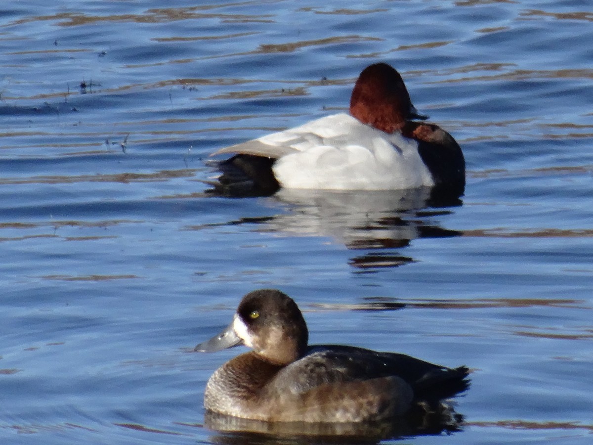 Greater Scaup - ML612701555