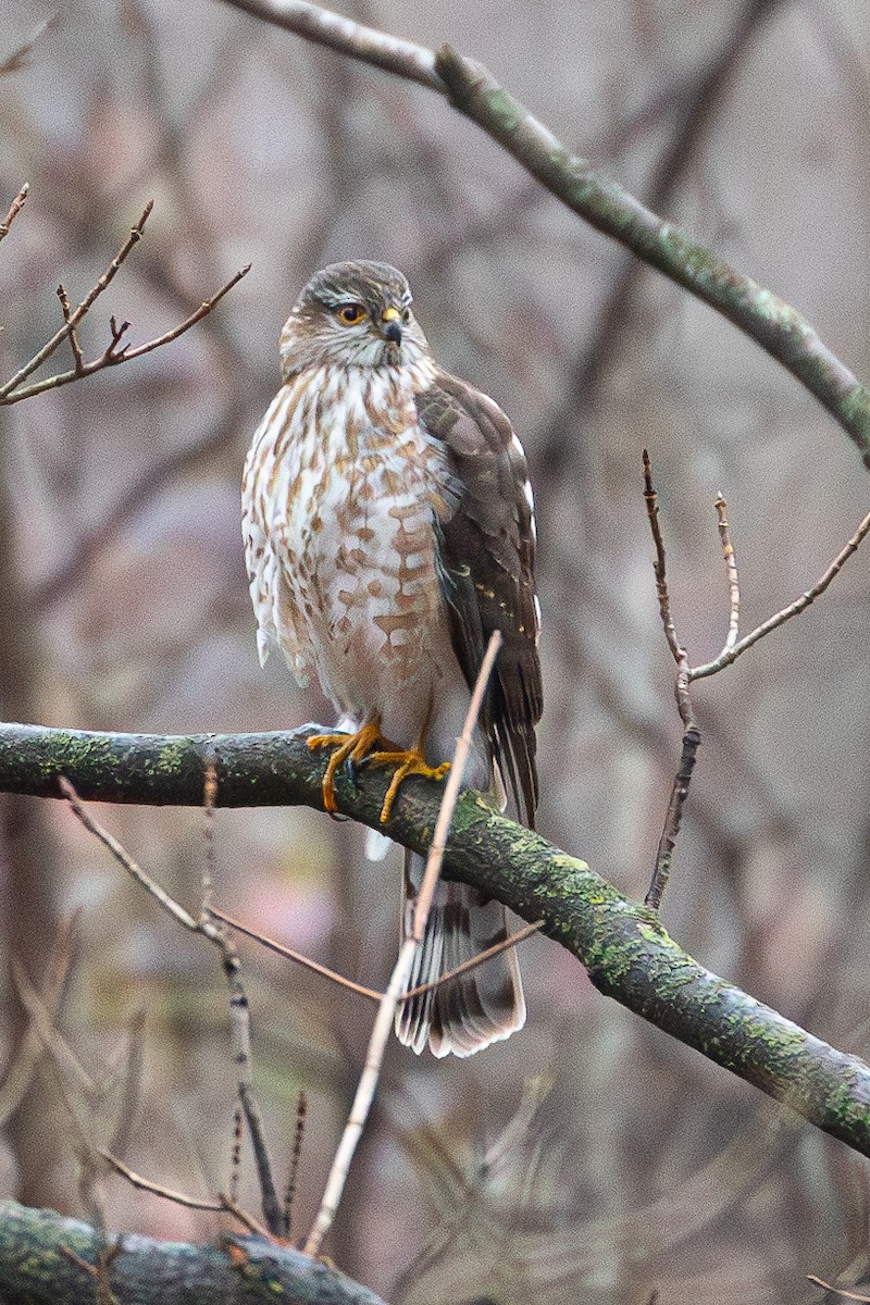 Sharp-shinned Hawk - ML612701677