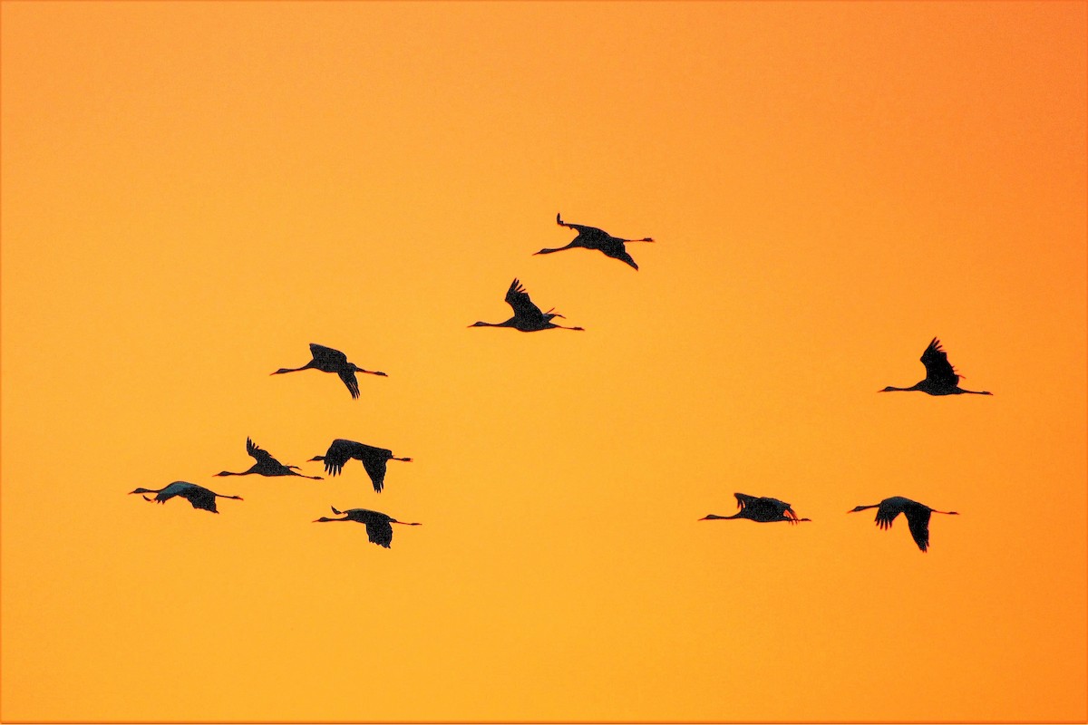 Common Crane - ML612701773