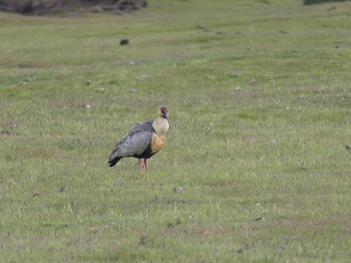 Black-faced Ibis - ML612701810