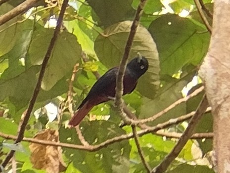 Maroon Oriole - ML612701892