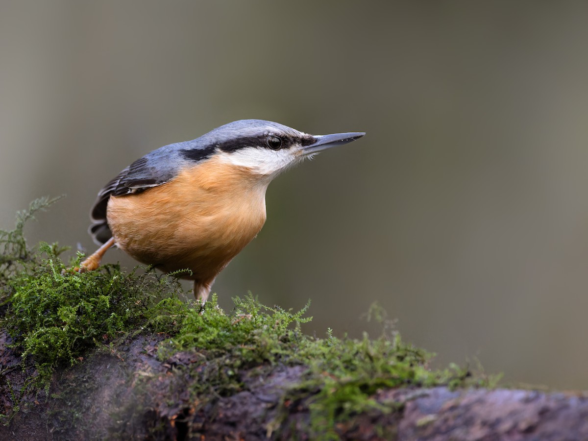 Sıvacı - ML612701905